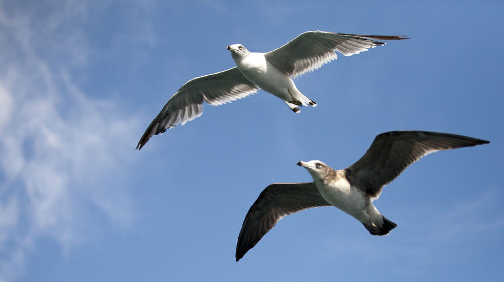 10 eco-volunteering holidays in the UK and Europe; seabirds